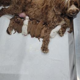 Australian Labradoodle Puppies from Country Morning Labradoodles