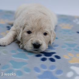Cinderella - Light golden female Golden Retriever puppy in Lakewood, California from Cloud Nine Kennel