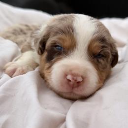 Banks AKC - Red merle male Australian Shepherd puppy in Polk City, Florida from Skaky Shepherds