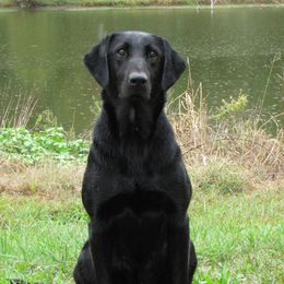 Rip - Labrador Retriever