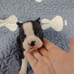 Rosalina - Black brindle and white female Boston Terrier puppy in Catawba, North Carolina from Lil Wiggles Boston Terriers