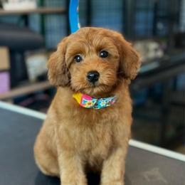 Chase - Red  male Goldendoodle puppy in Wharton, Texas from Little Fur Friends