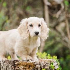 Dachshund Puppies from Lion's Gate Dachshunds