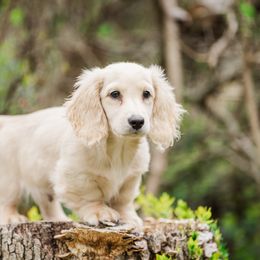 Dachshund Puppies from Lion's Gate Dachshunds
