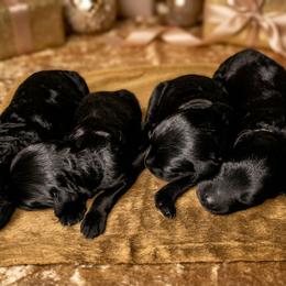 Black Boy 1 - Black male Goldendoodle puppy in Milton, Florida from Sutton Place Doodles