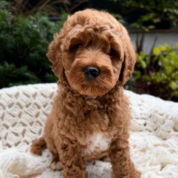 Light blue - Red male Australian Labradoodle puppy in Auburn, Washington from West Valley Labradoodles