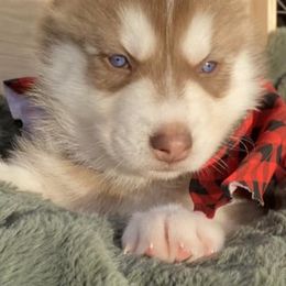Companion Crosses from Sissy’s Husky Pups