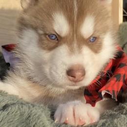 Companion Crosses from Sissy’s Husky Pups