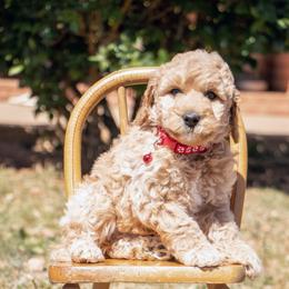 Aussiedoodle and Goldendoodle Puppies from Ever After Doodles Arizona