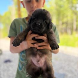 Olive- Boy - Yellow male Leonberger puppy in Gilmanton, New Hampshire from Stonewall Leonbergers
