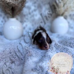 Dachshund Puppies from CSW Dachshunds