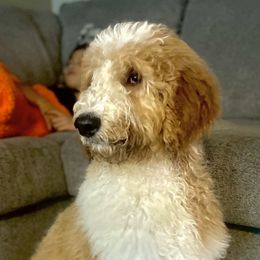 Goldendoodles from Tran Clan Doodles