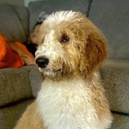 Goldendoodles from Tran Clan Doodles