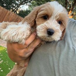 Matterhorn - Red male Australian Labradoodle puppy in Denton, Texas from Liberty Hill Labradoodles
