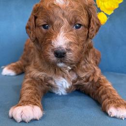 Nico - Red  male Goldendoodle puppy in Yuciapa, California from AlltheDoodlez_