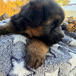 Boy 3 - Black and red male German Shepherd puppy in Watervliet, Michigan from Von Kingsburg Shepherds