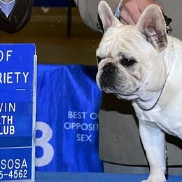 French Bulldogs from East 40 Frenchies