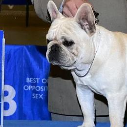 French Bulldogs from East 40 Frenchies