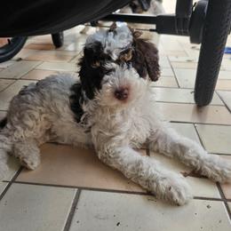 Bernedoodle, Goldendoodle, and Poodle Puppies from Beach Doodles