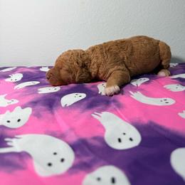 Brothers And Sisters - Apricot female Goldendoodle puppy in Houston, Texas from Were The Mack'Doodles Mack’Poodles