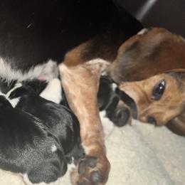Anna - Beagle