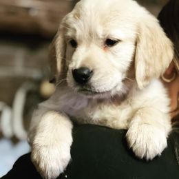 Cavalier King Charles Spaniel and Golden Retriever Puppies from Country Goldens and Mountain Top Cavaliers