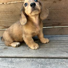 Mila - Cream female Dachshund puppy in Madera, California from Winnie’s Doxies