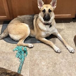 German Shepherd All Grown Up from Freiheit Von Himmel  Shepherds