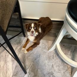 Twinkle - Toy Australian Shepherd