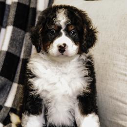 Red Boy - Bernedoodle puppy from Duneland Doodles