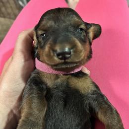 Dachshund Puppies from Rare Treat Dachshunds