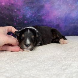 Tri boy 2 - Black white and tan male Shetland Sheepdog puppy in Elk, Washington from Asgard Shetland Sheepdogs