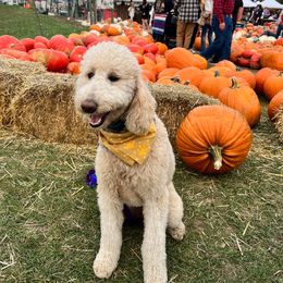 Bernedoodle and Poodle All Grown Up from Sweet Tea Kennels
