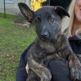 Arlo - Gold brindle male Dutch Shepherd puppy in Slippery Rock, Pennsylvania from Pytka Performance K9