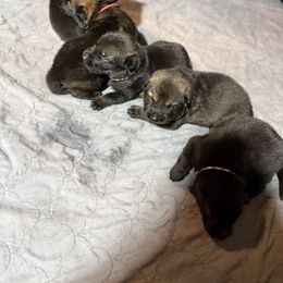 Orange - Black male German Shepherd puppy in Ottawa, Kansas from Weberhaus German Shepherds