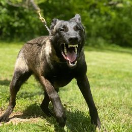 Jane - Belgian Malinois