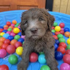 Saint Berdoodle Puppies from Gentle Giant Saint Berdoodles