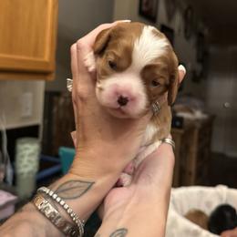Koojoe - Blenheim male Cavalier King Charles Spaniel puppy in Oakley, California from Caloobanan Cavaliers