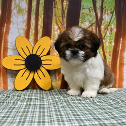 Kinley - Gold and white female Shih Tzu puppy in Arcola, Illinois from Highline Puppies