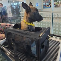 Belgian Malinois Puppies from Grand Prix Kennel
