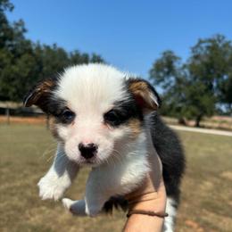 Chip - Black and white male American Corgi puppy in Leighton, Alabama from Bar P Livestock Corgis