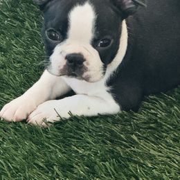 Maverick 4 - Black brindle and white male Boston Terrier puppy in Paulden, Arizona from Gold Buckle Kennel