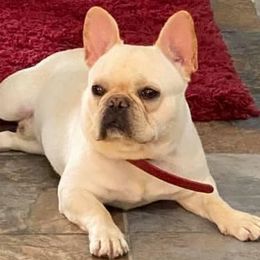 French Bulldogs and Yorkshire Terriers from Kmonae