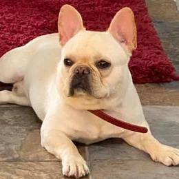 French Bulldogs and Yorkshire Terriers from Kmonae
