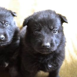 German Shepherd Puppies from Ryndal Working Dogs