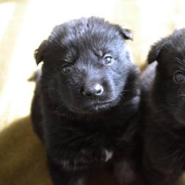 German Shepherd Puppies from Ryndal Working Dogs