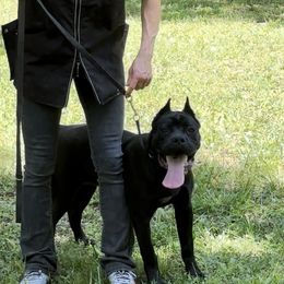 Ebony - Black Cane Corso puppy in Alabama from Cane Sportivo
