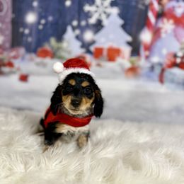 Grumpy - Piebald female Dachshund puppy in Westport, Kentucky from Lonestar Creek Farm