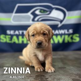Zinnia - Yellow female Dilute Retriever puppy in Puyallup, Washington from 12 Door Farm Labradors