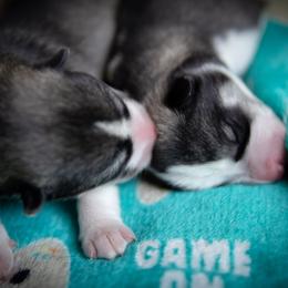 Siberian Husky Puppies from Ivie Huskies